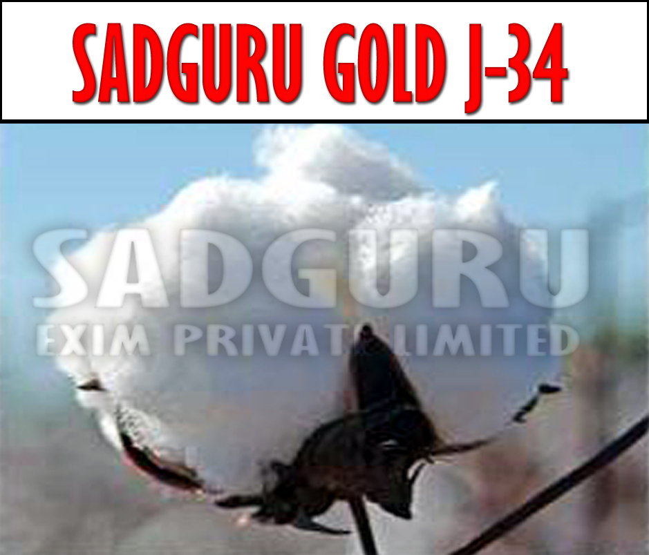 Sadguru Gold J-34 Raw Cotton Manufacturer Supplier Wholesale Exporter Importer Buyer Trader Retailer in jamnagar Gujarat India